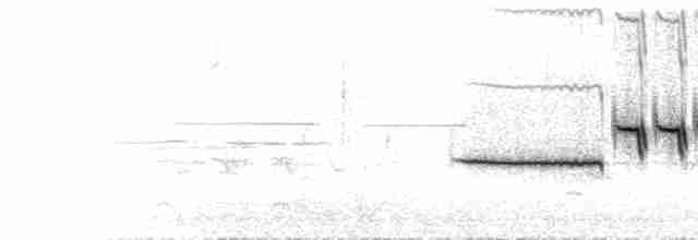  - White-crowned Sparrow (leucophrys)