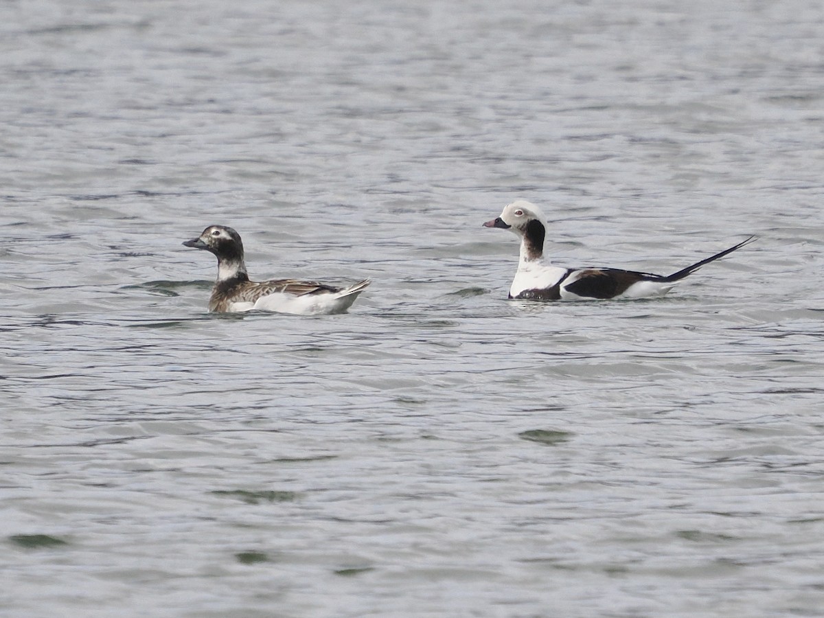 Long-tailed Duck - ML550862751