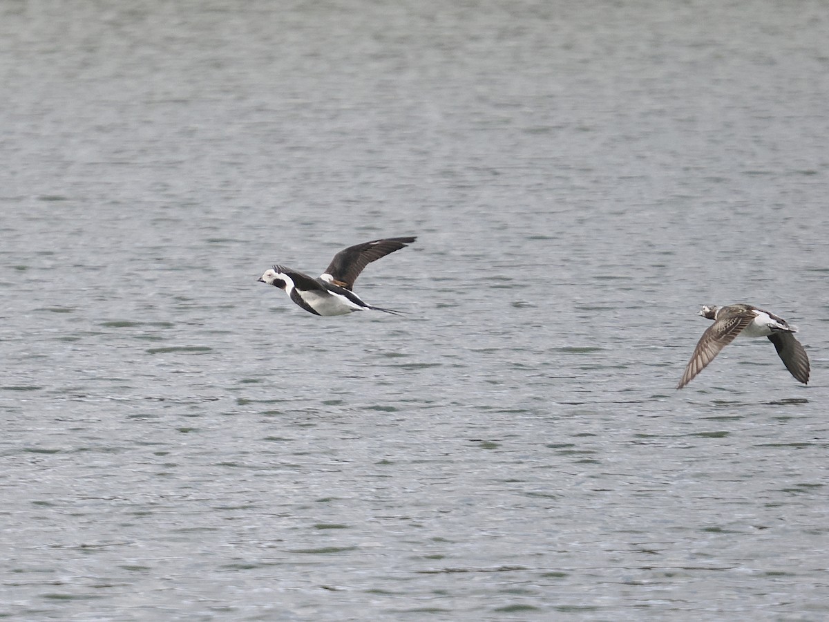 Long-tailed Duck - ML550862771