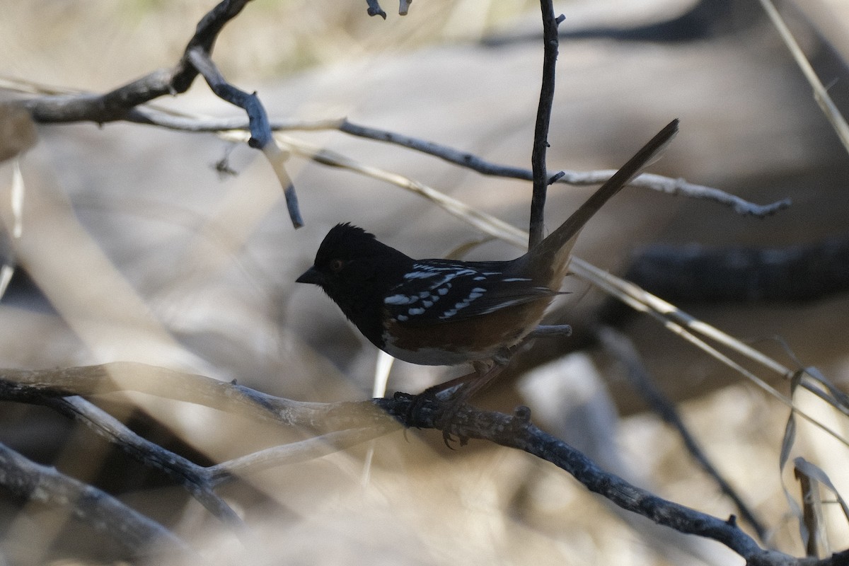 Spotted Towhee - ML550863261