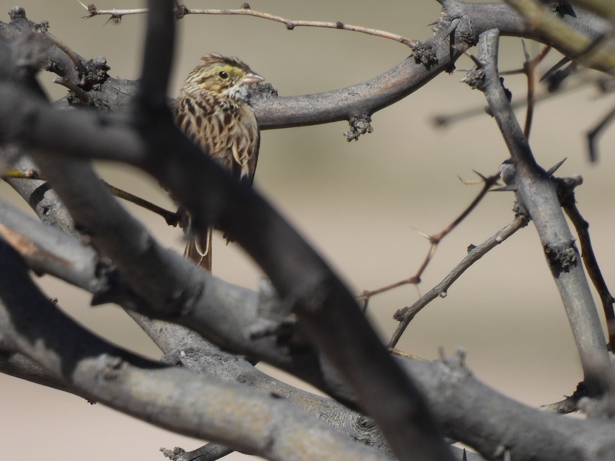 Savannah Sparrow (Savannah) - ML550865241