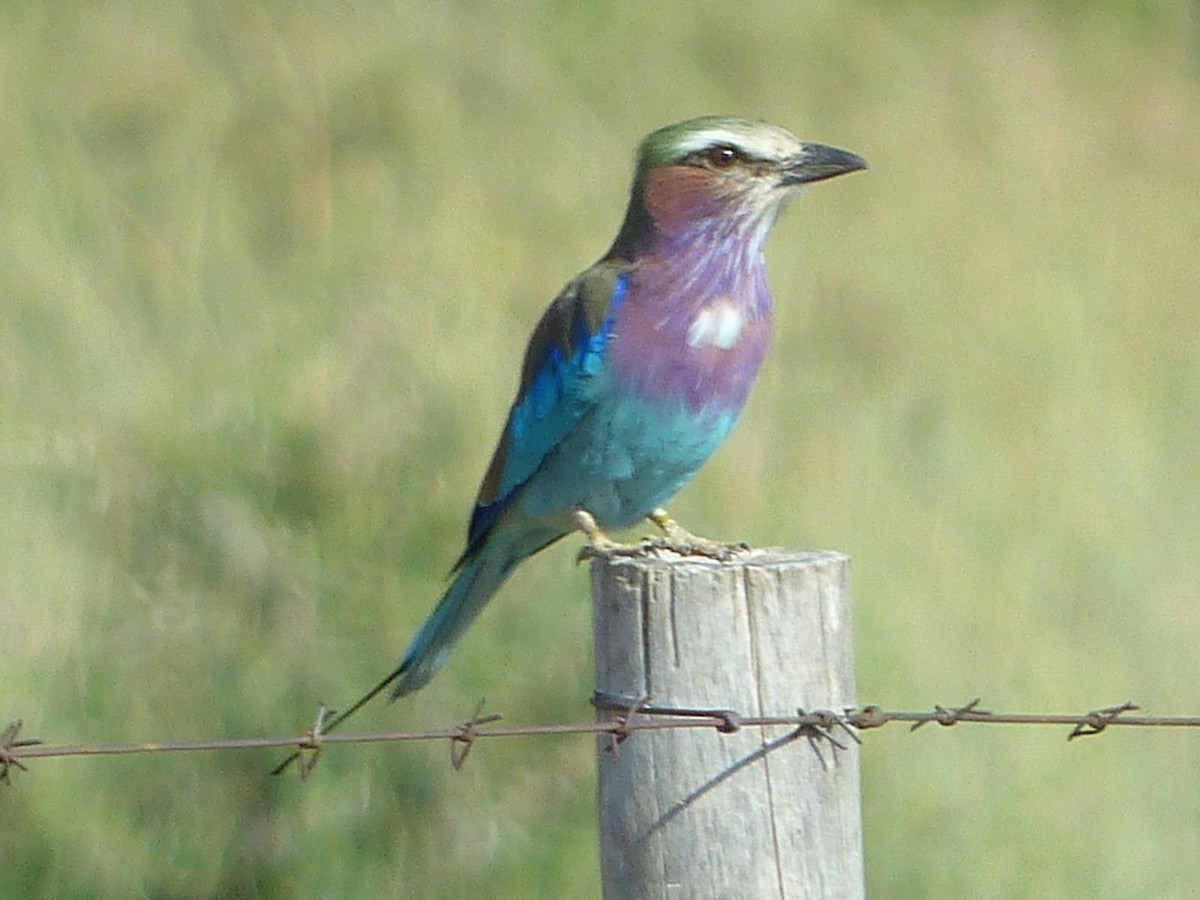 Lilac-breasted Roller - ML55087161