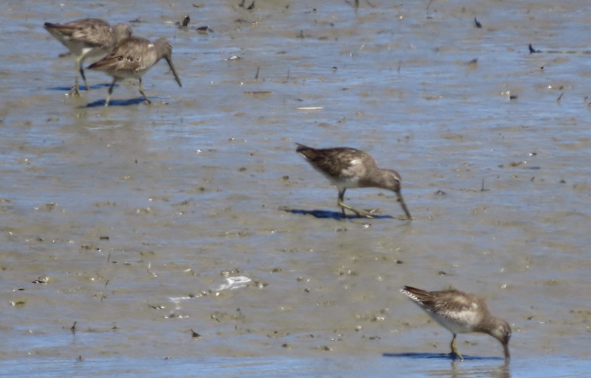 Long-billed Dowitcher - ML550872321