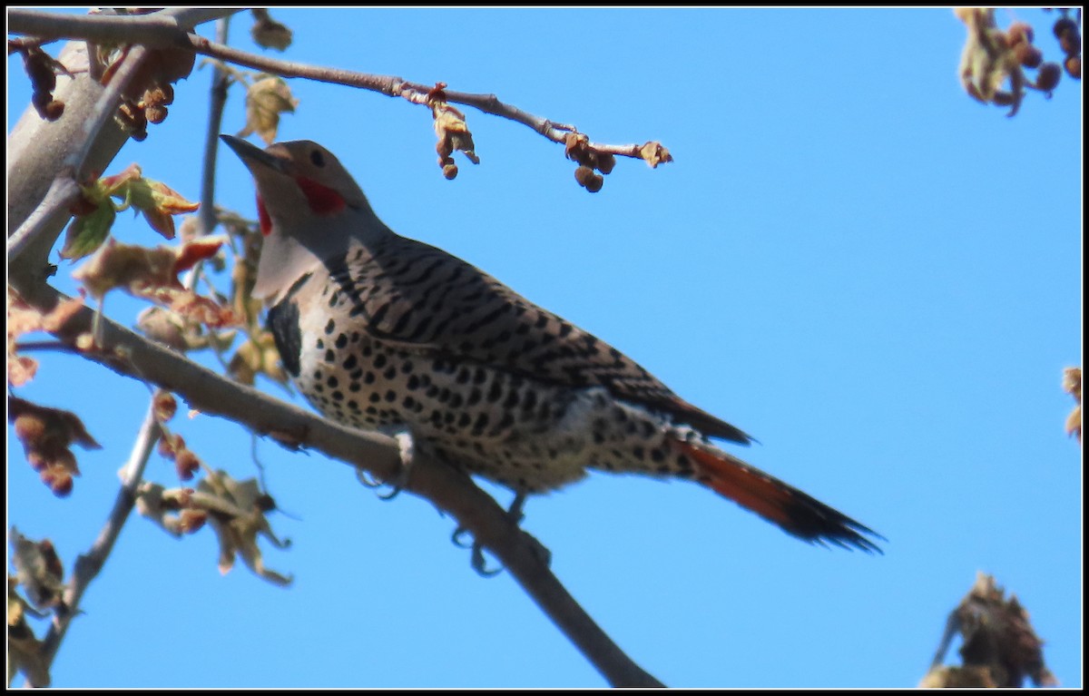 Northern Flicker (Red-shafted) - ML550872951