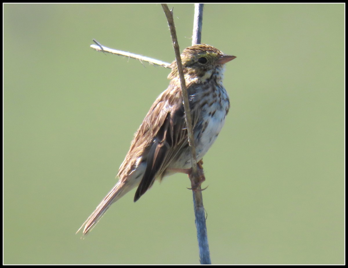 Savannah Sparrow - ML550873441