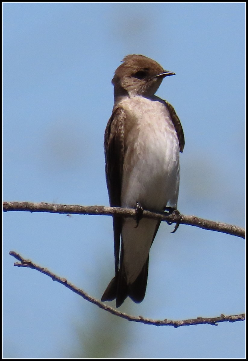 Northern Rough-winged Swallow - ML550873641