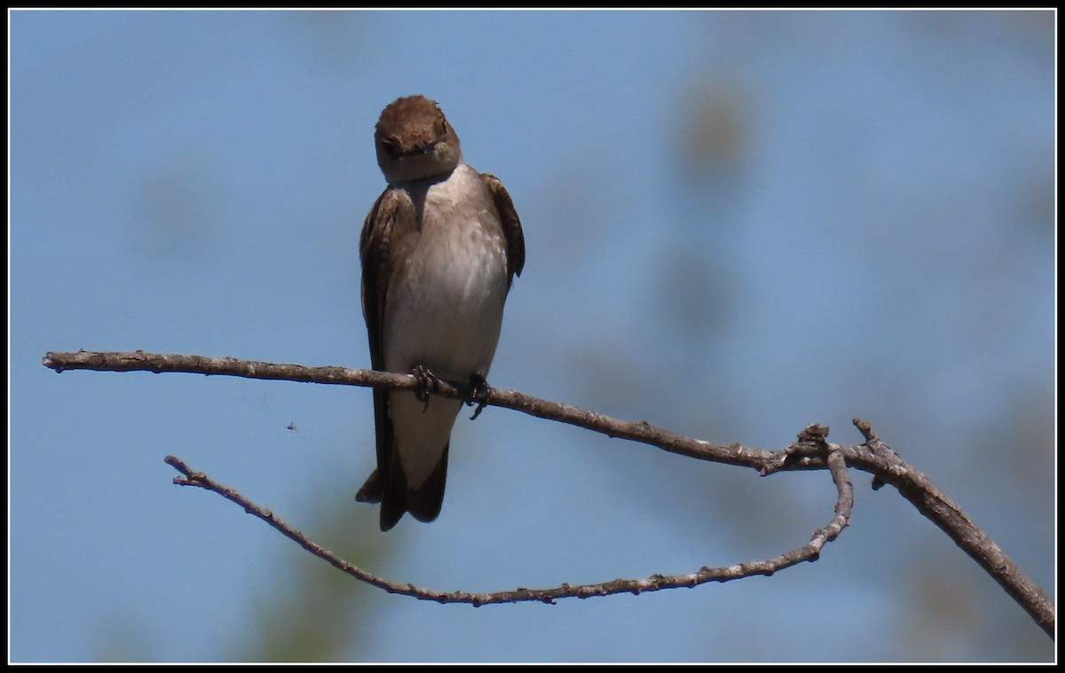 Northern Rough-winged Swallow - ML550873651
