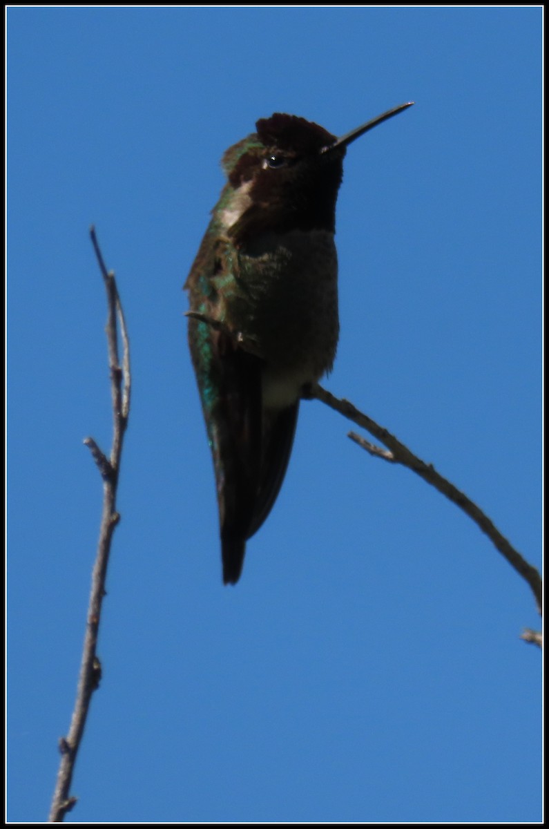 Anna's Hummingbird - ML550873781