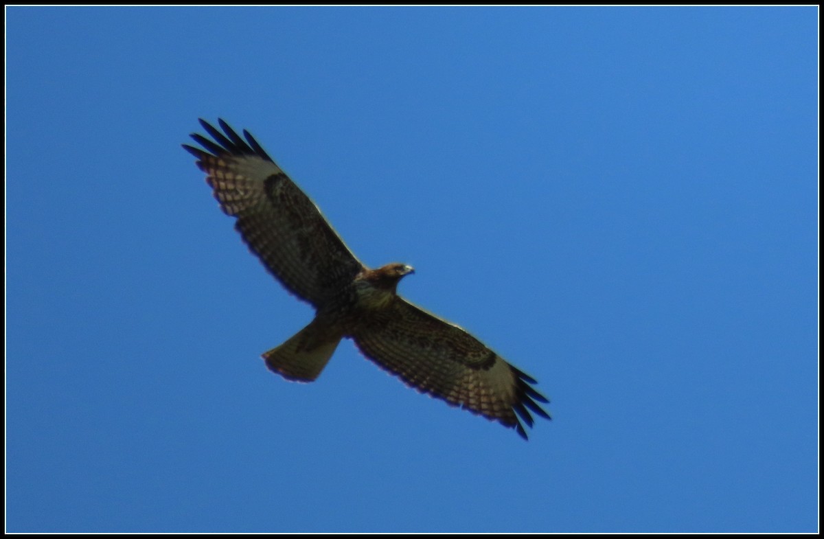 Red-tailed Hawk - ML550874071