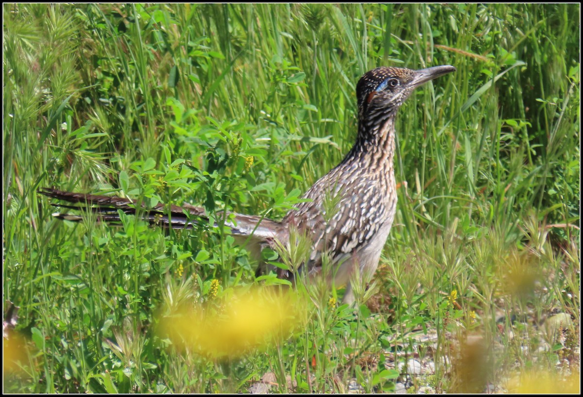 Greater Roadrunner - ML550874151