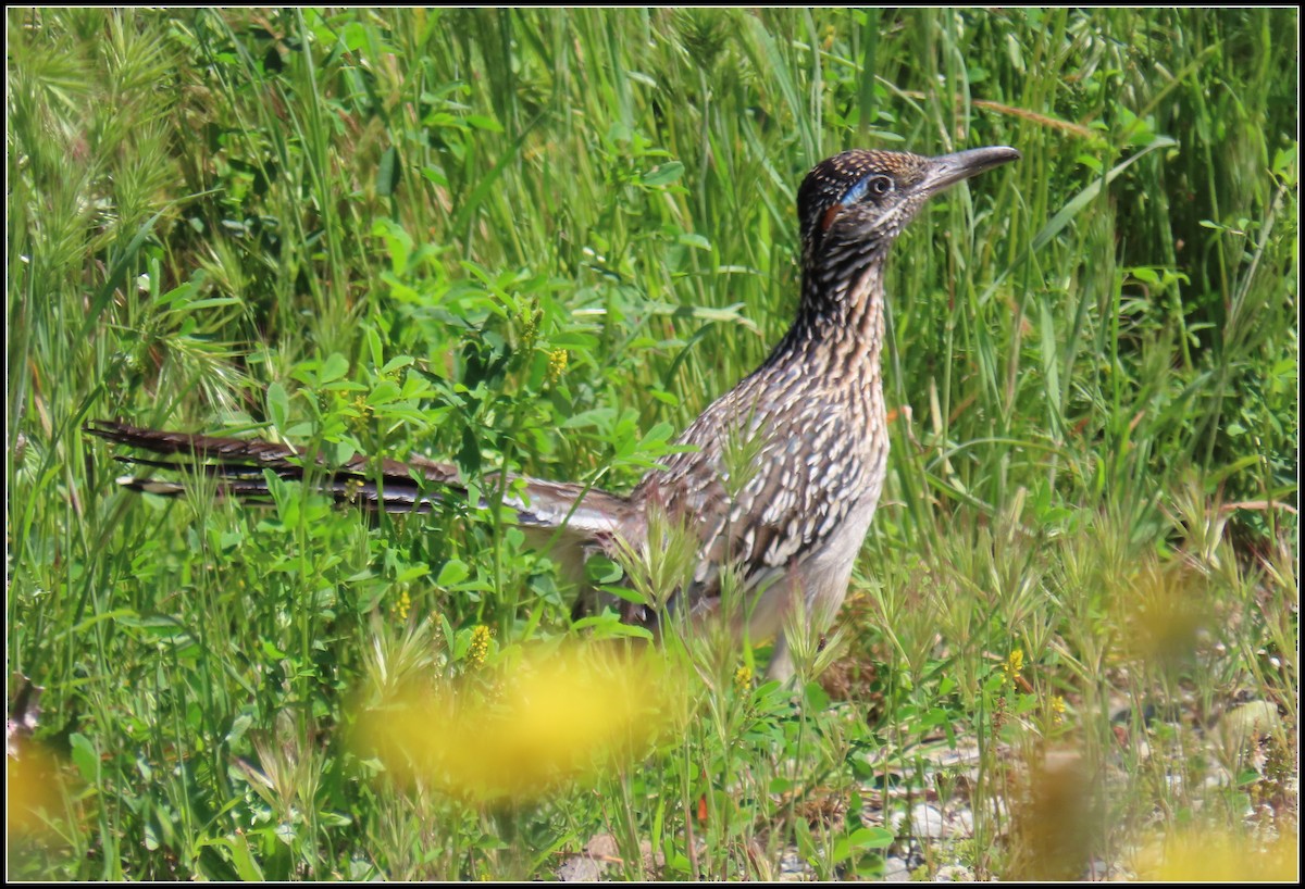 Greater Roadrunner - Peter Gordon