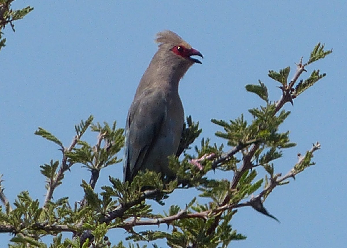 Red-faced Mousebird - Andy Frank