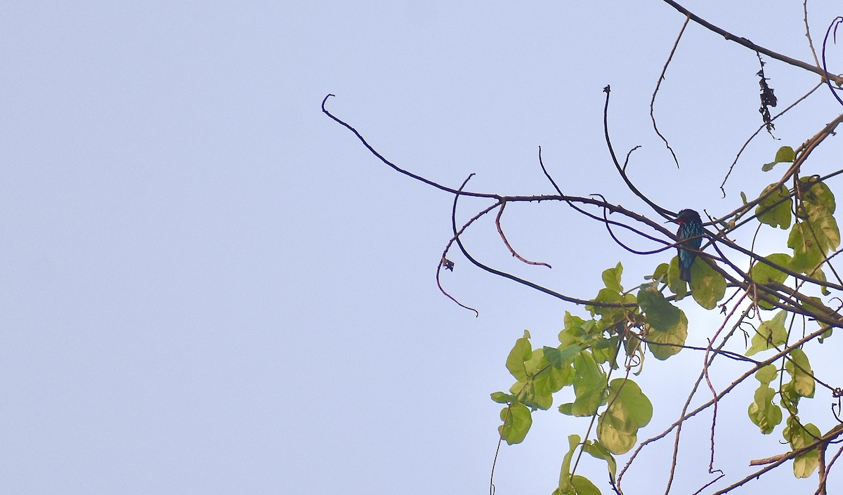 Black Bee-eater - ML550876631