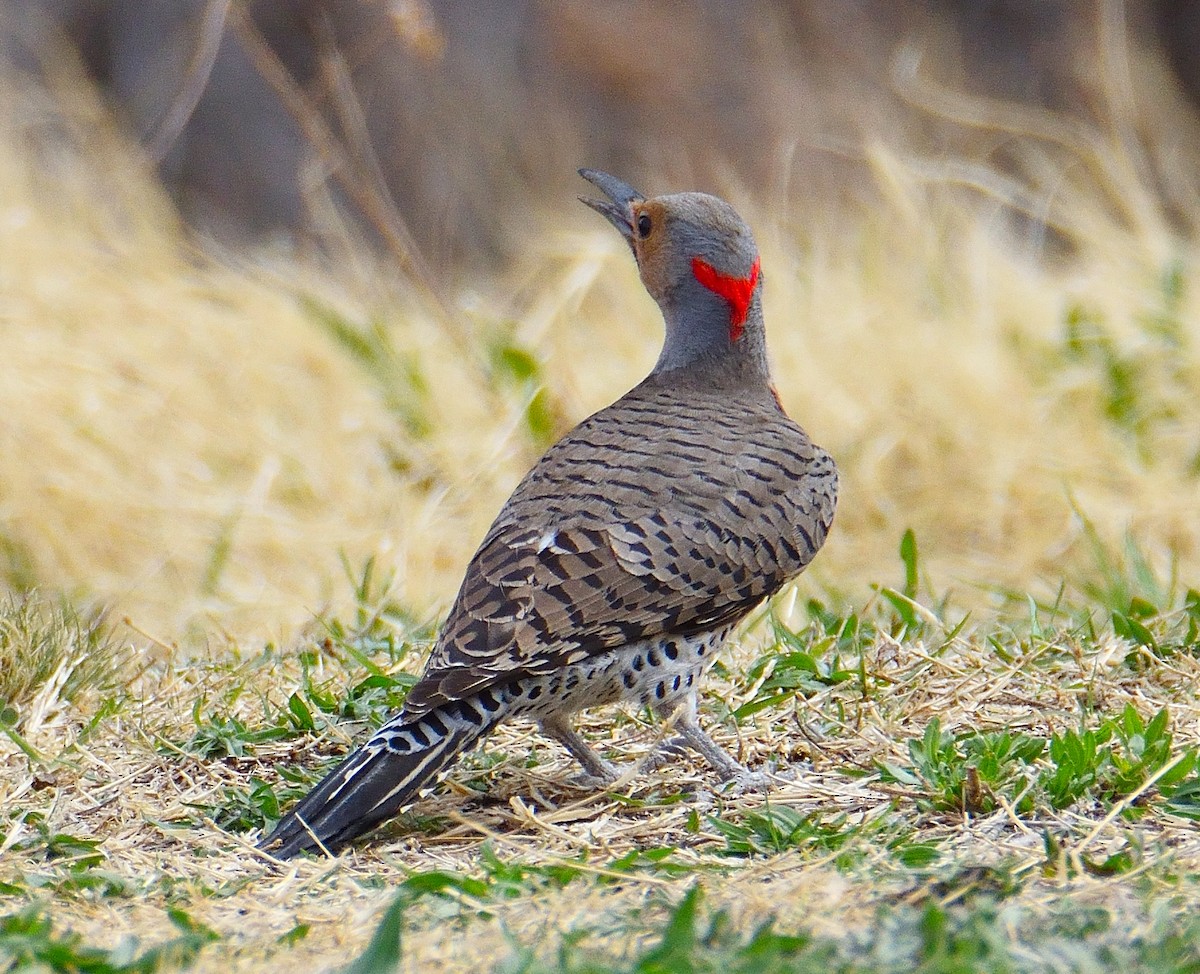 Northern Flicker (Yellow-shafted) - ML550877211