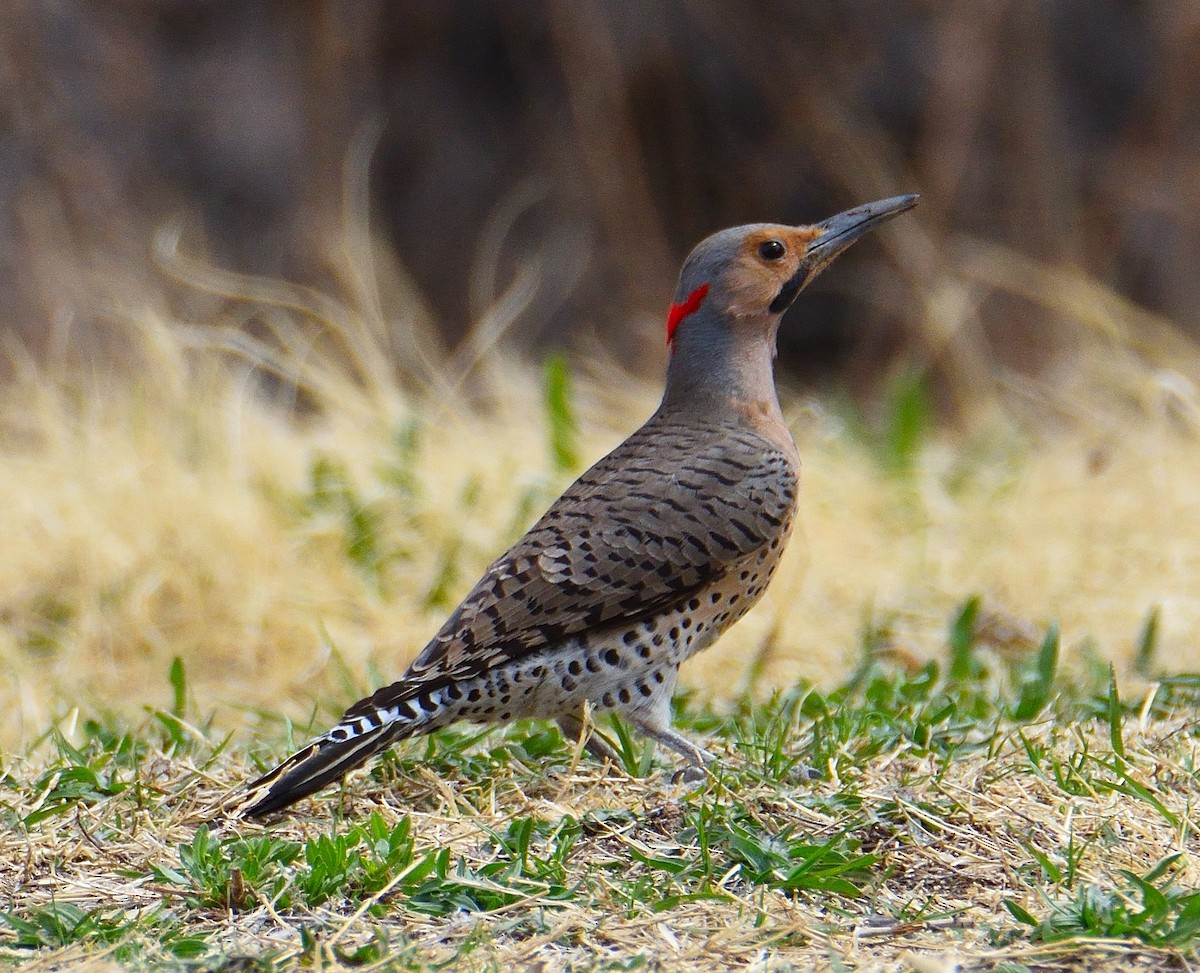 Northern Flicker (Yellow-shafted) - ML550877221