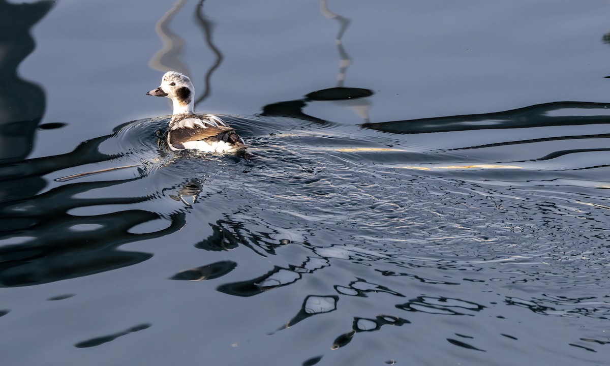 Long-tailed Duck - Drew Weber