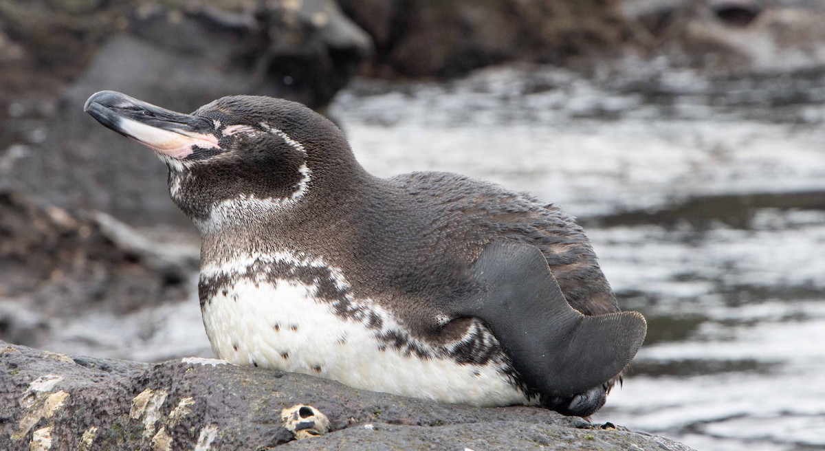 Pingüino de Galápagos - ML550878531