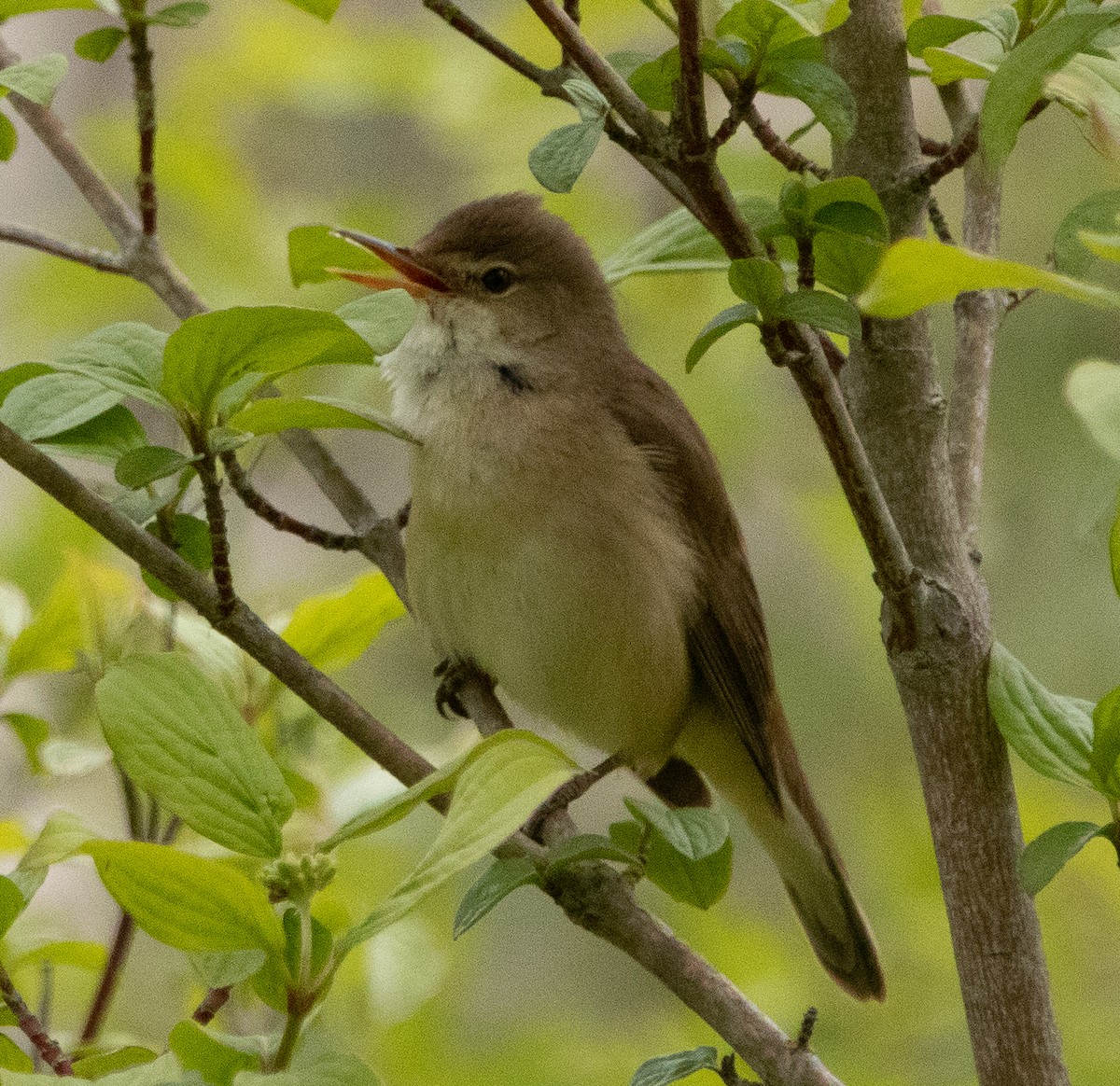 Common Reed Warbler - ML550882311