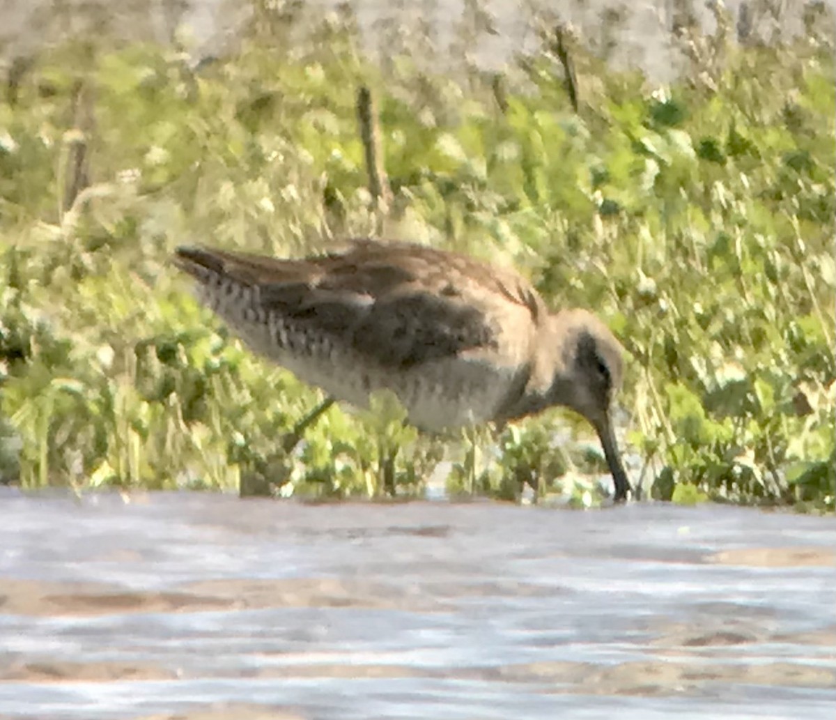 Long-billed Dowitcher - ML550886021