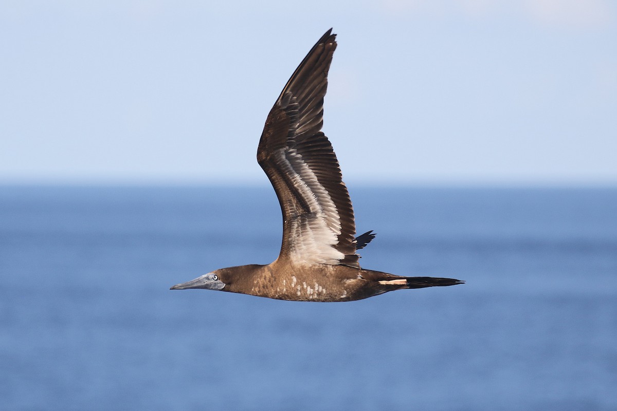 Brown Booby - ML550888011