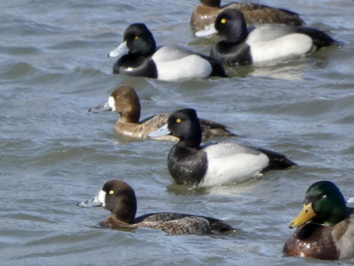 Greater Scaup - ML550888541