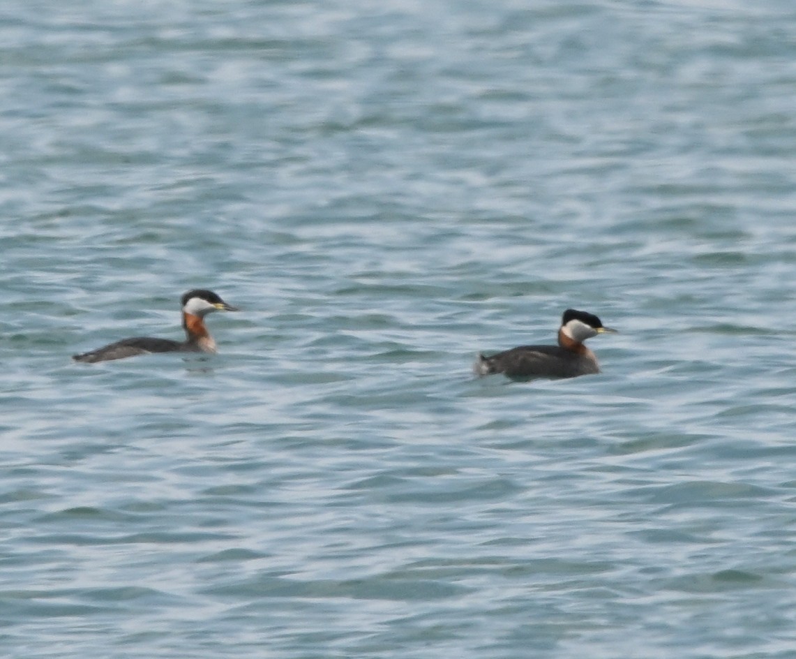 Red-necked Grebe - ML550890341