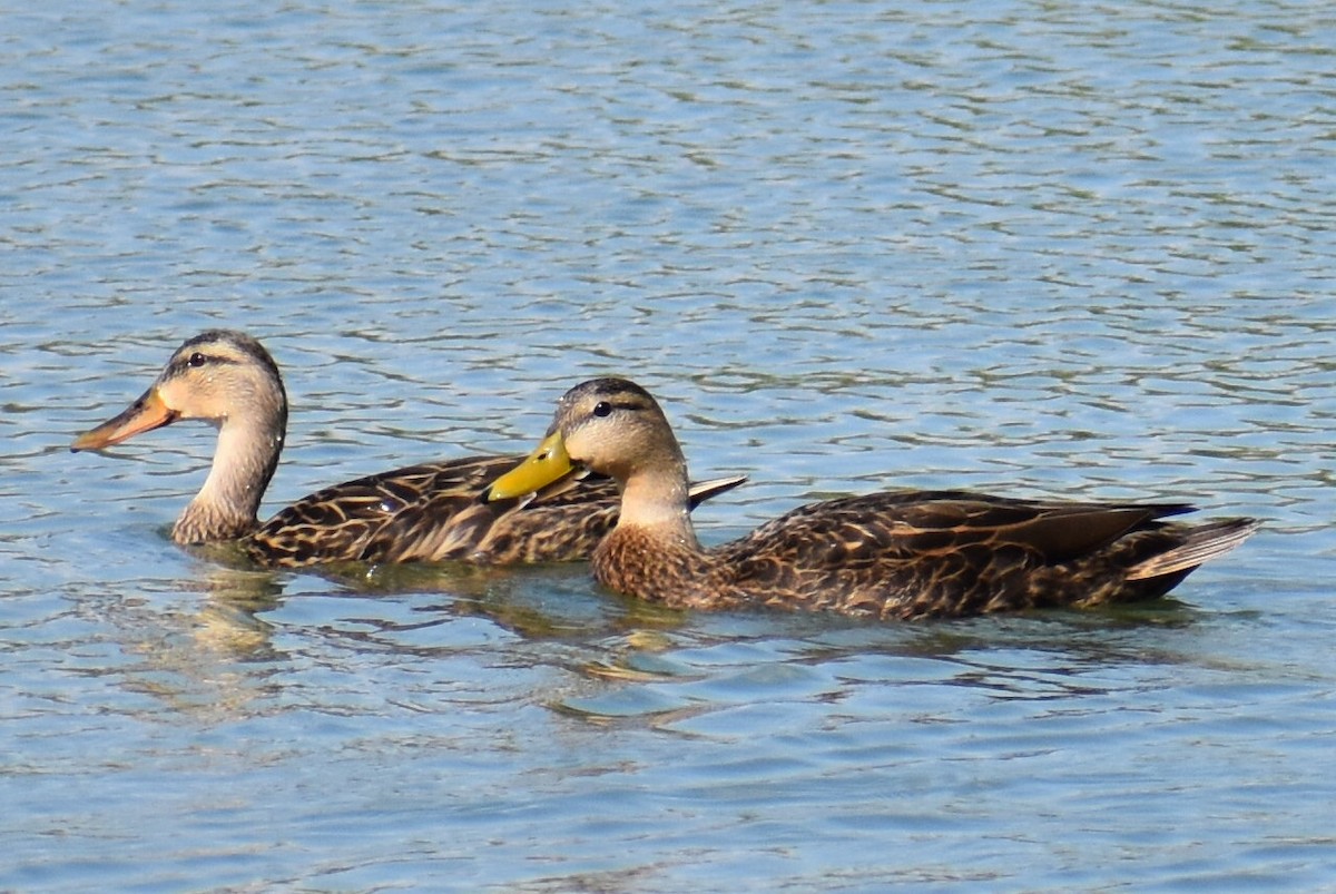 Mottled Duck - Zachary Perry
