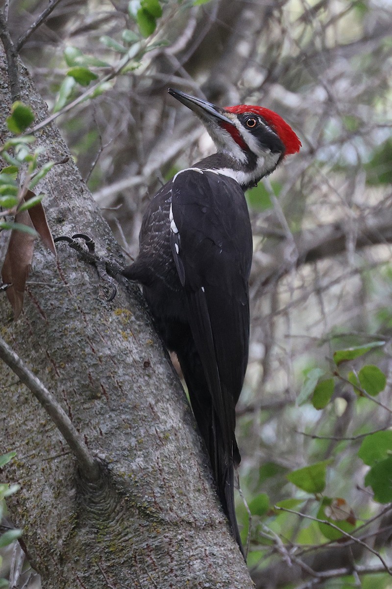 Pileated Woodpecker - ML550894531