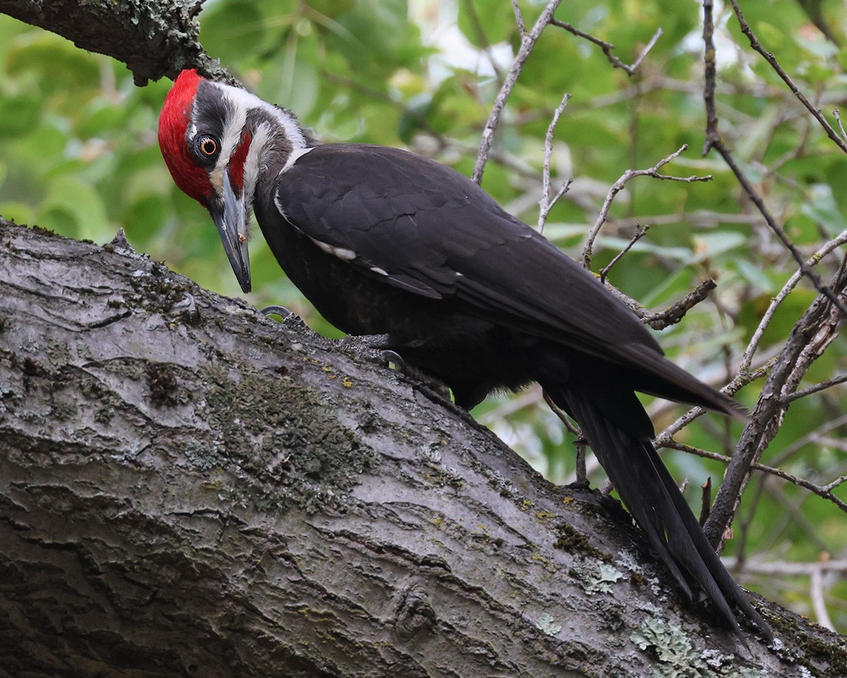 Pileated Woodpecker - Gavin Emmons