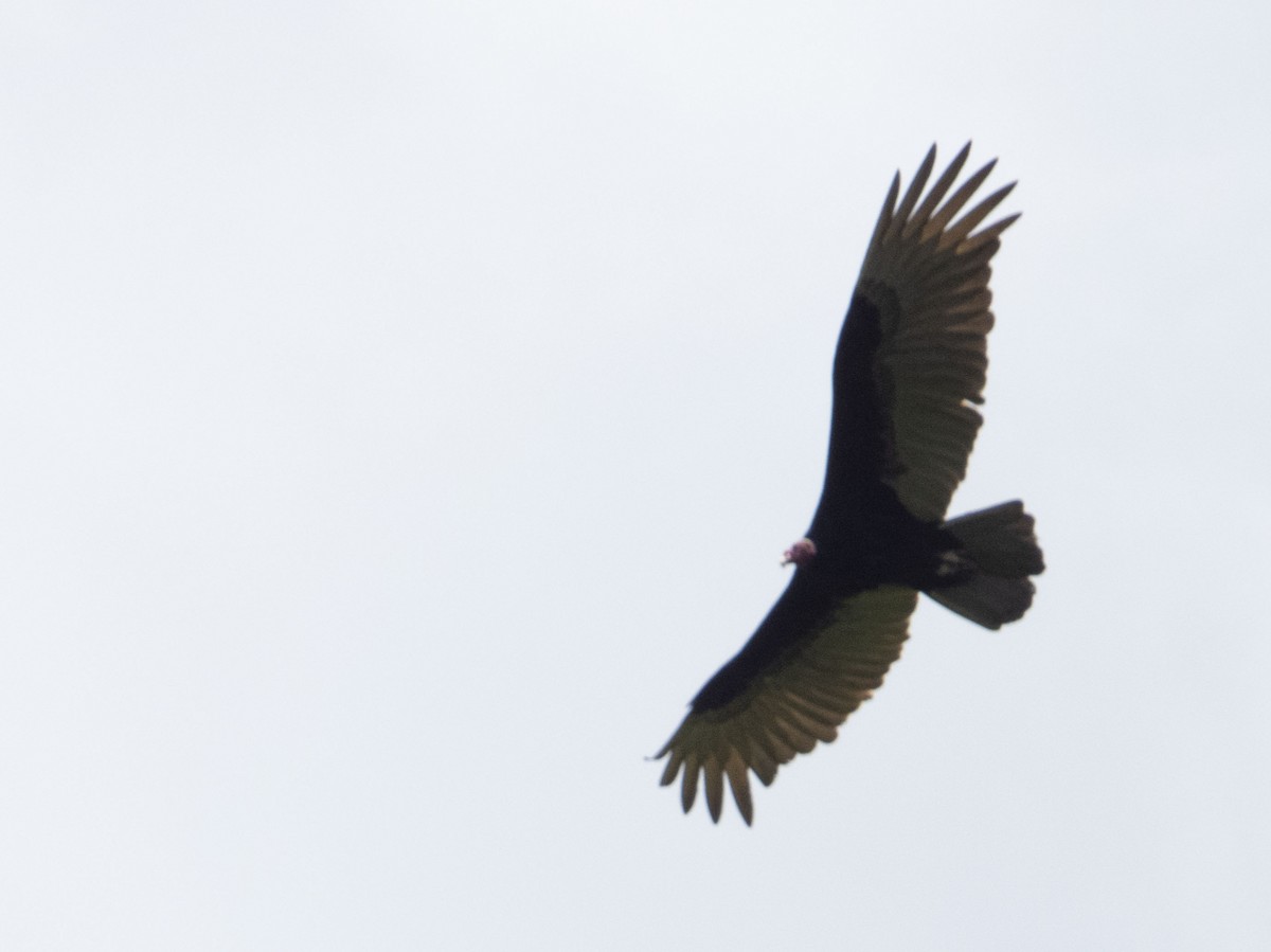 Turkey Vulture - Anderson León Natera