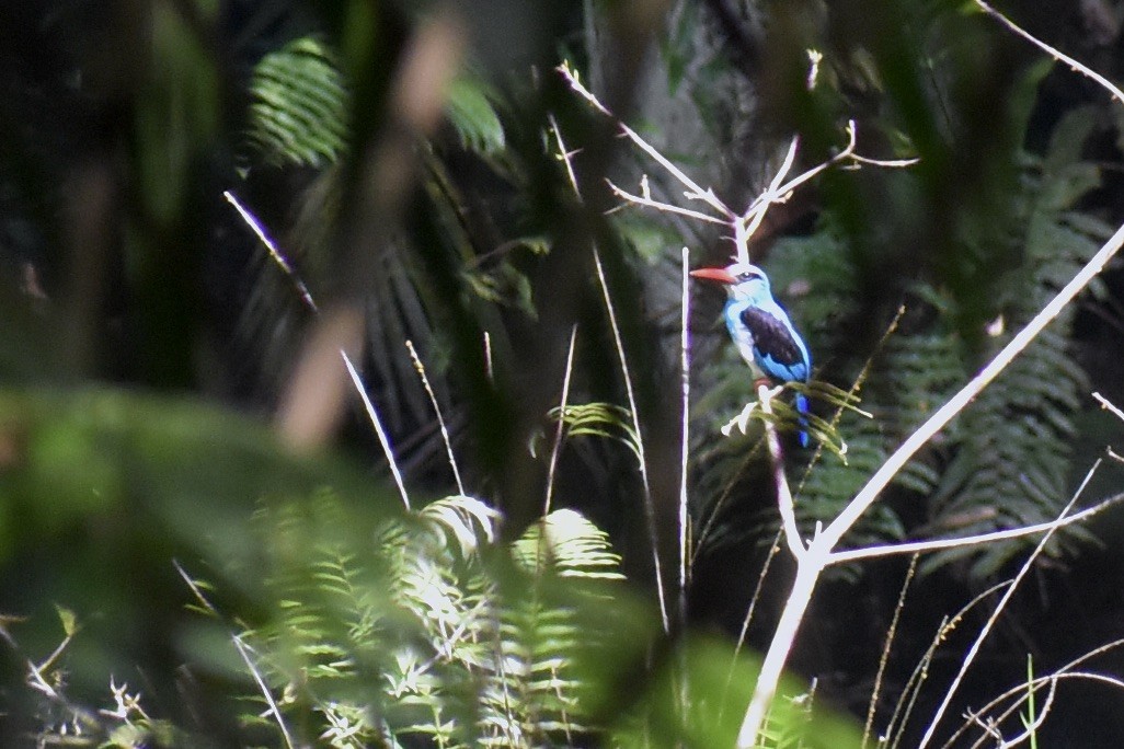 Blue-breasted Kingfisher - ML550902341