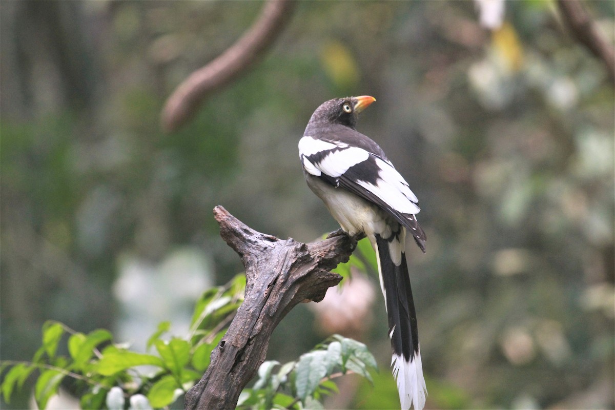 White-winged Magpie - Steven An