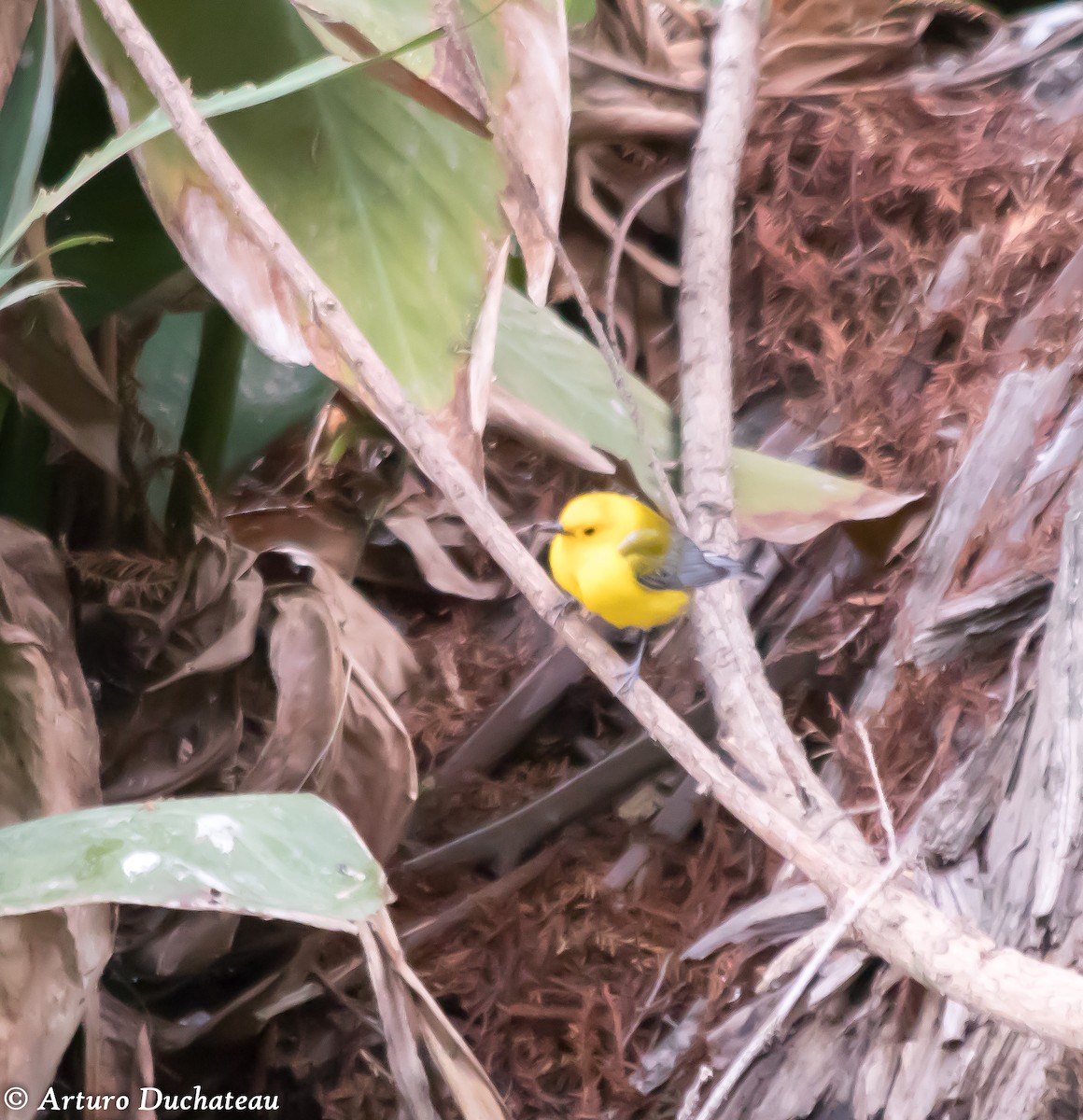 Prothonotary Warbler - Arturo Duchateau