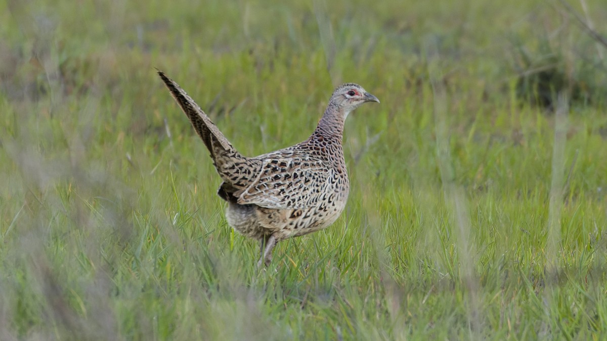 Ring-necked Pheasant - ML550906301