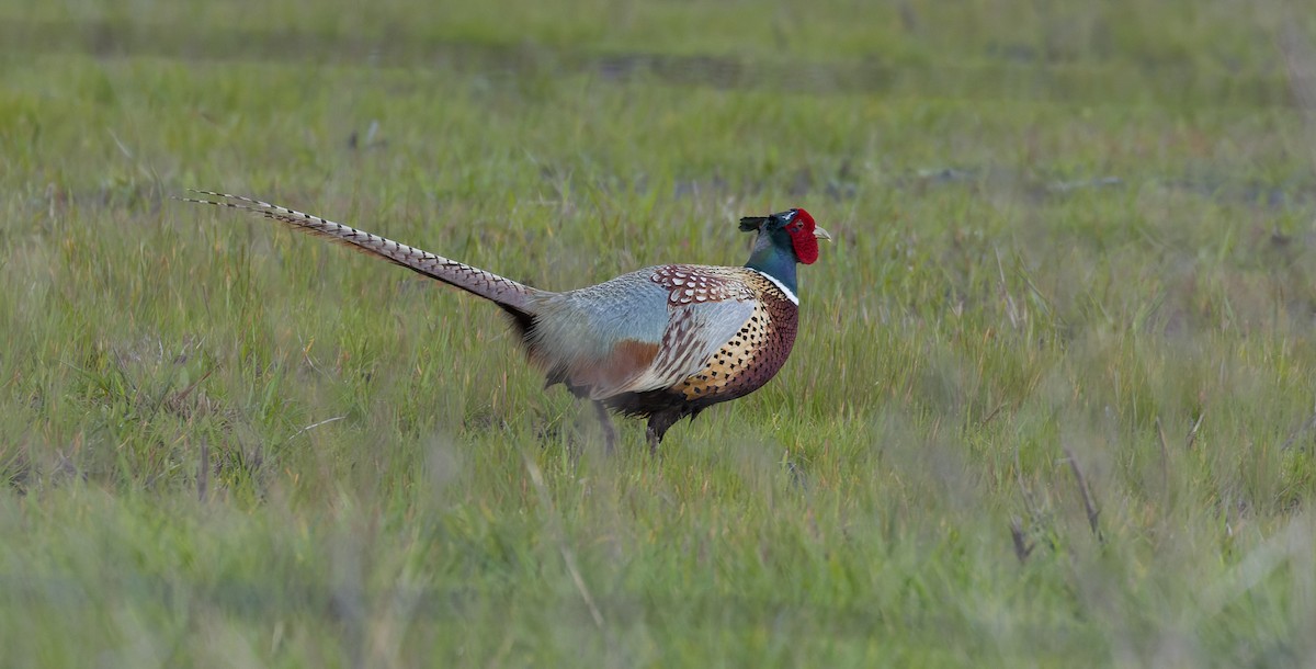 Ring-necked Pheasant - Ken Chen