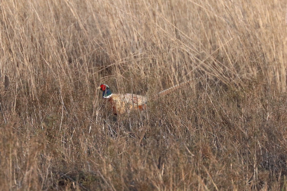 Ring-necked Pheasant - ML550910051