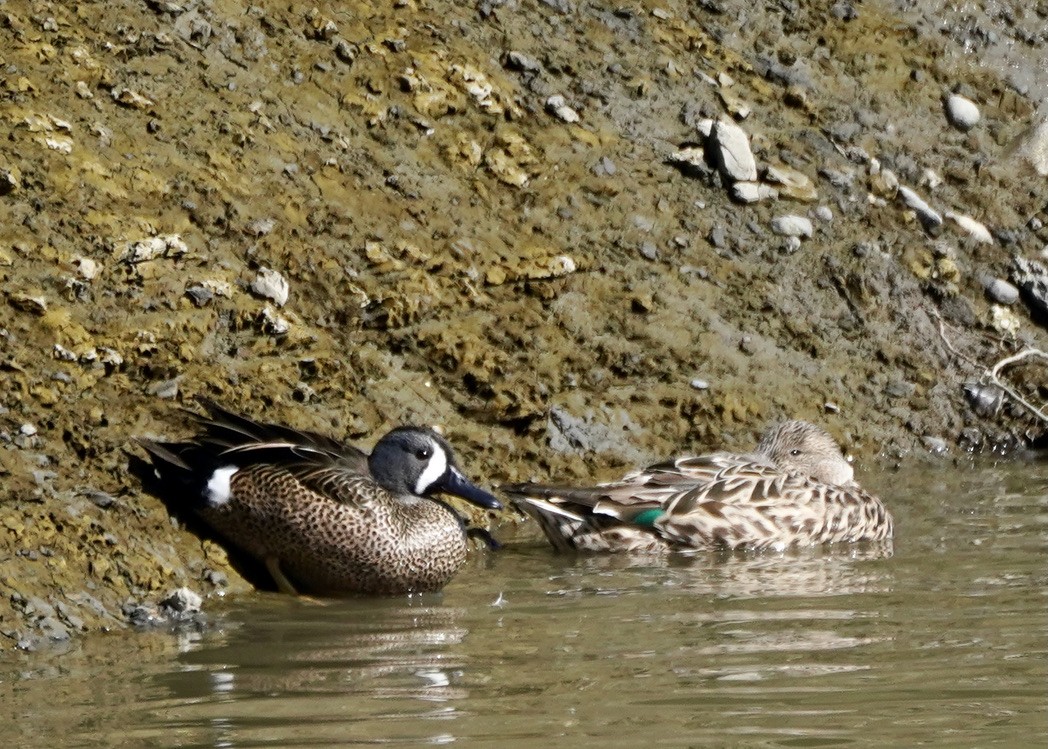 Blue-winged Teal - ML550911671