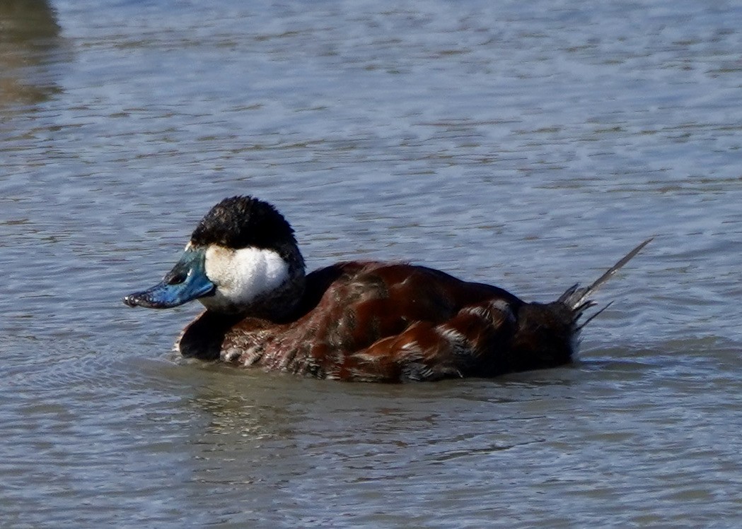 Ruddy Duck - ML550912051