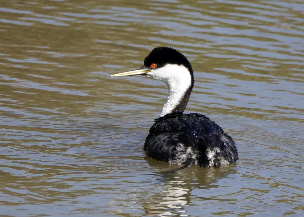 Western Grebe - ML550913141