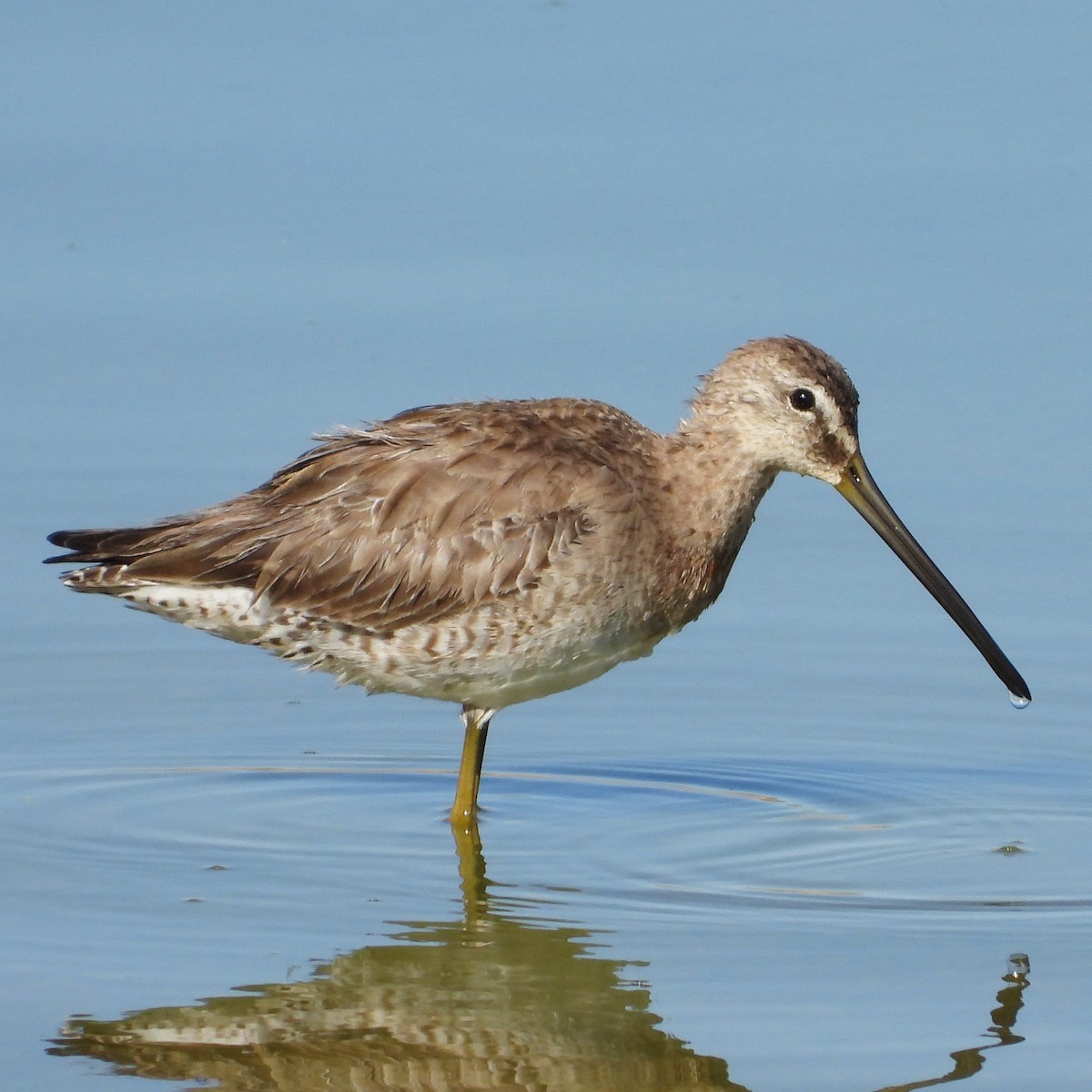 Long-billed Dowitcher - ML550913341