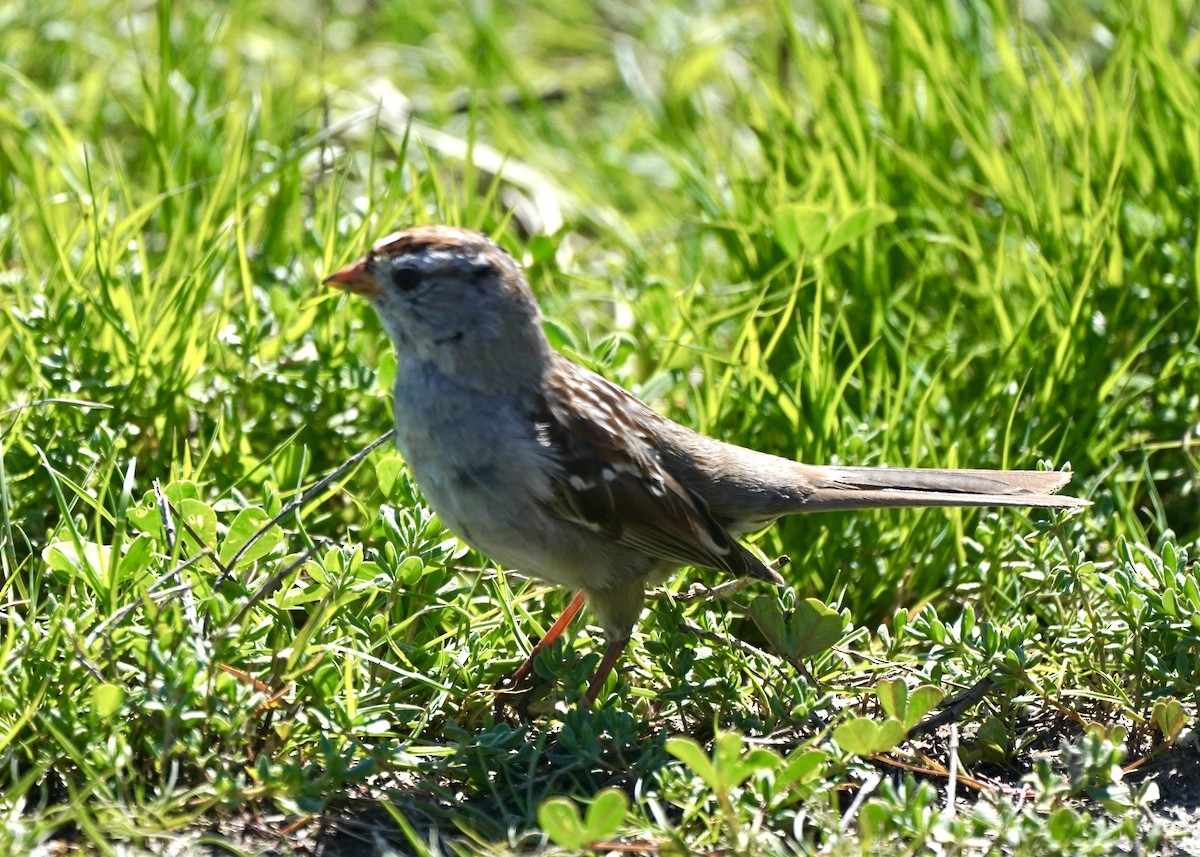 White-crowned Sparrow - ML550913781