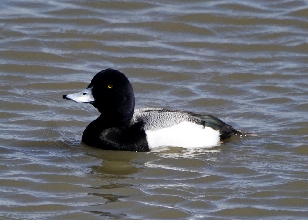 Greater Scaup - ML550913951