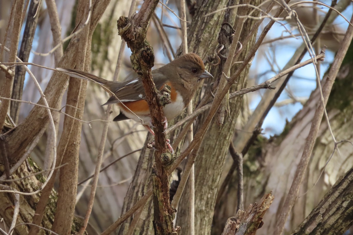 Eastern Towhee - ML550914651