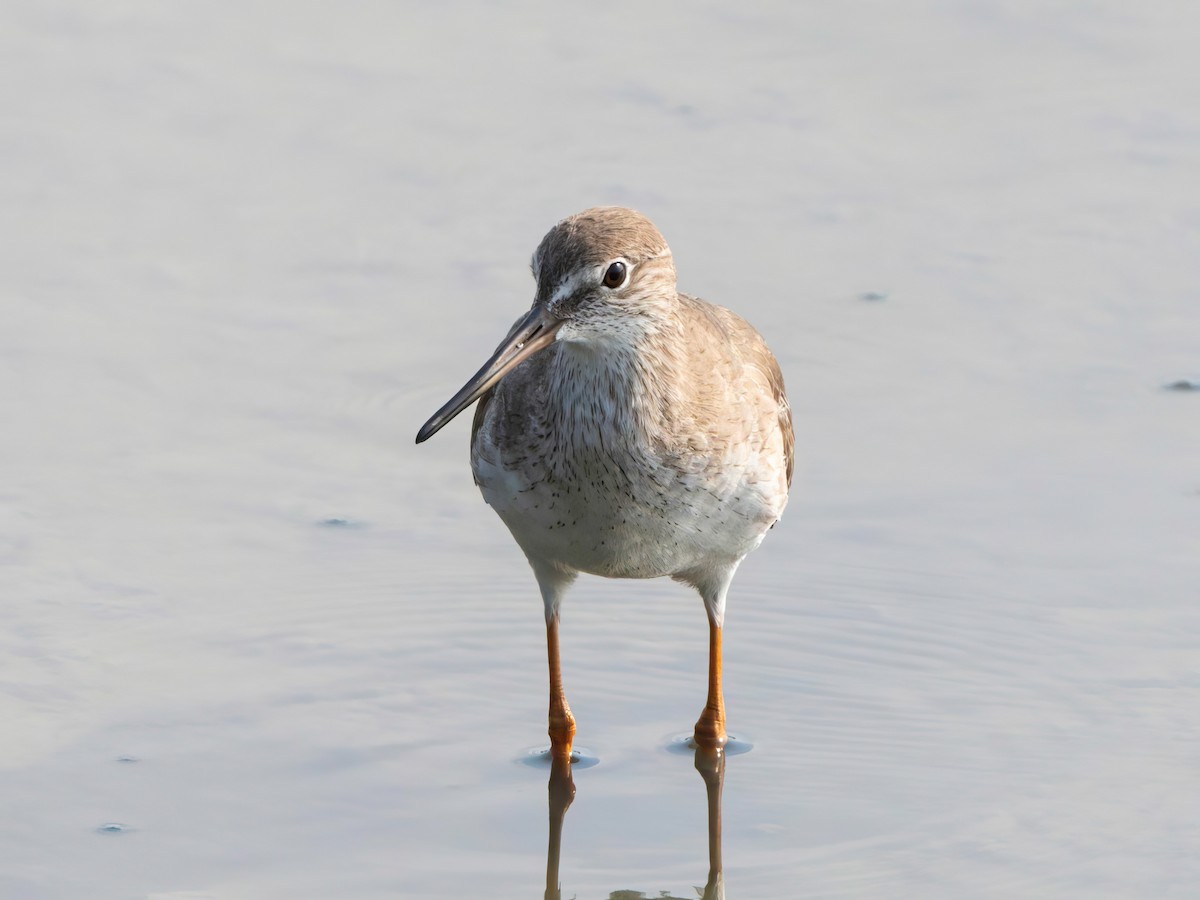 Spotted Redshank - ML550916321