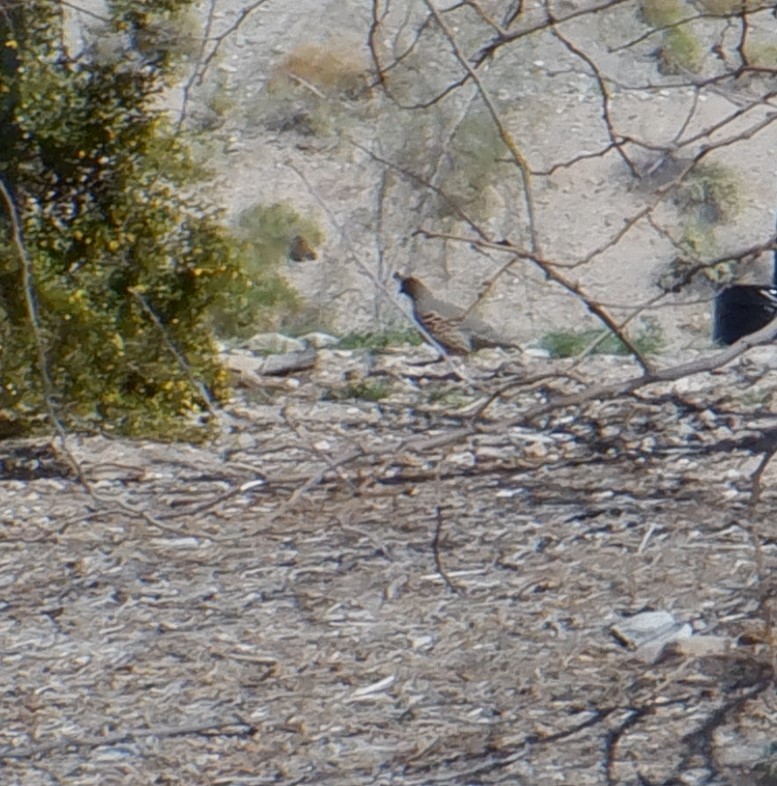 eBird Checklist 28 Mar 2023 AZ, Lake Havasu, Rotary Park 18