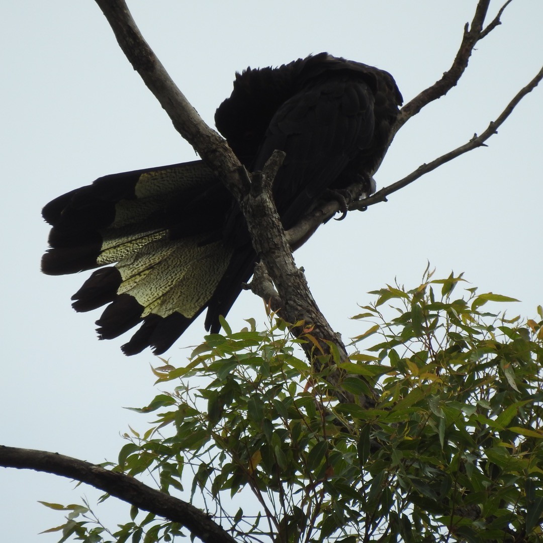 Yellow-tailed Black-Cockatoo - Ana de Joux