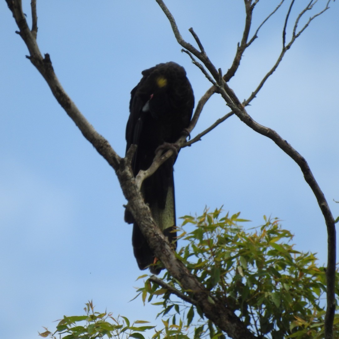 Yellow-tailed Black-Cockatoo - ML550924561