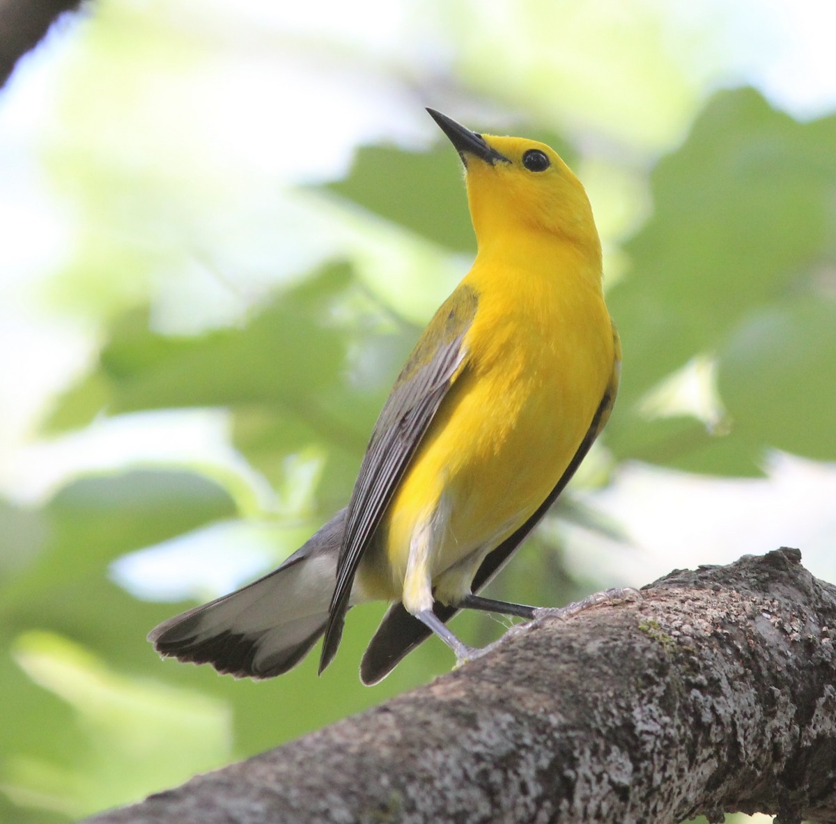 Prothonotary Warbler - Daphne Asbell