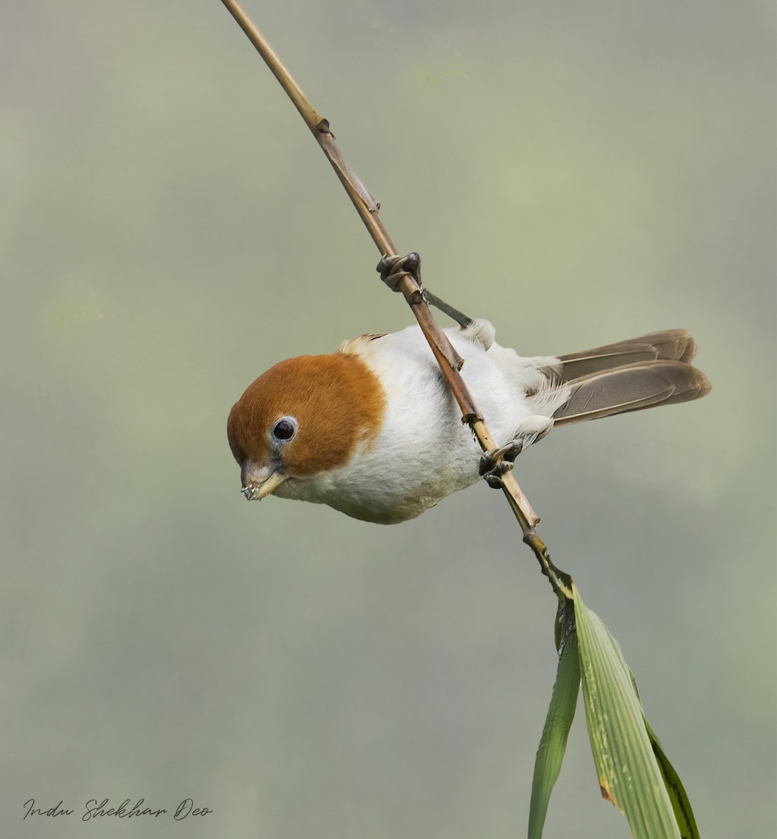 White-breasted Parrotbill - ML550928731