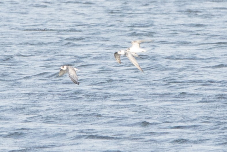 White-winged Tern - ML550930441